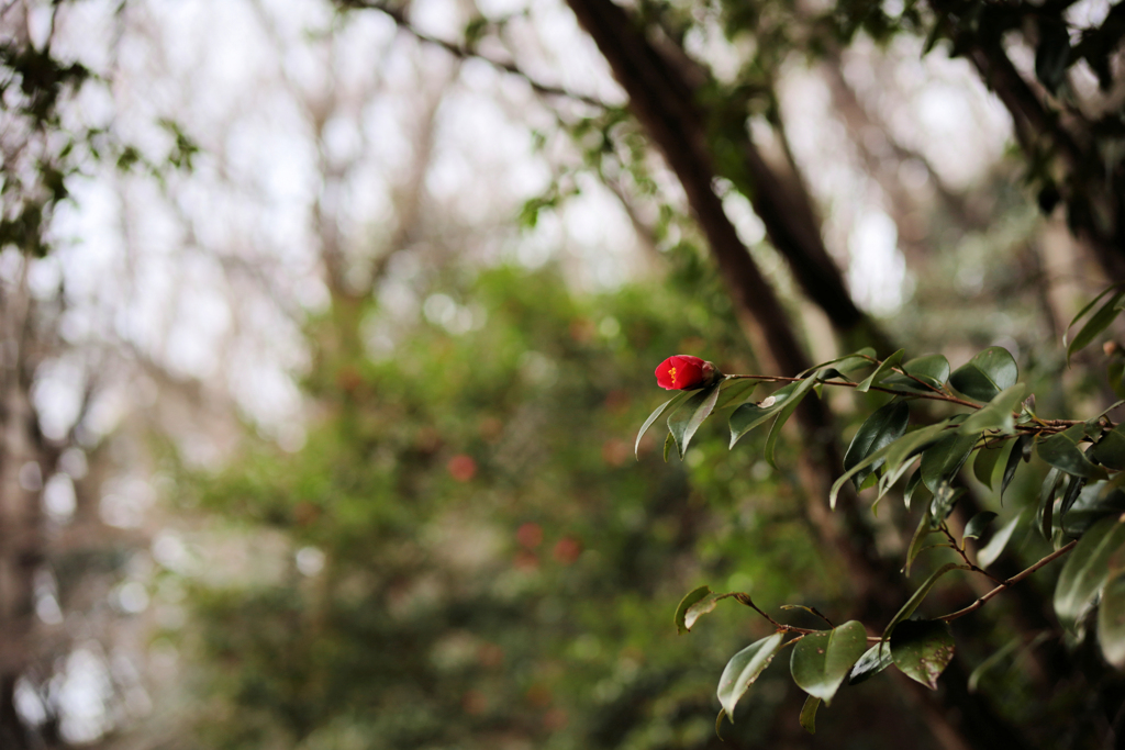 一輪咲きの山茶花