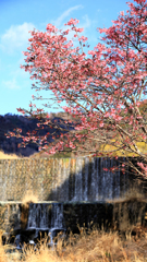 うぐいす橋付近のおかめ桜