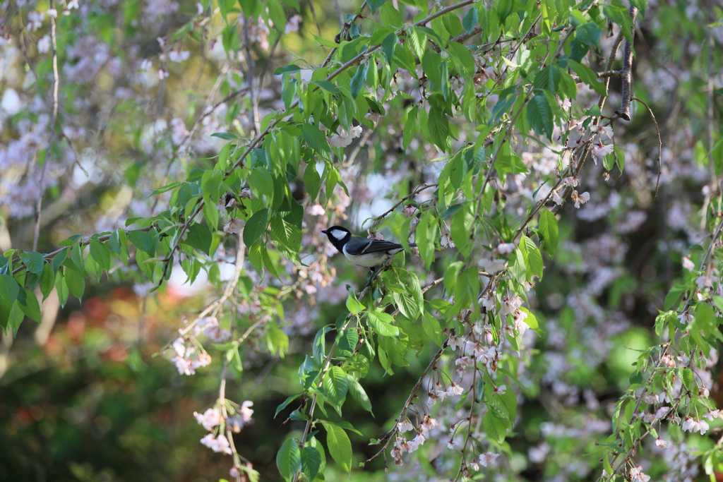 今泉名水桜公園　目の前の鳥