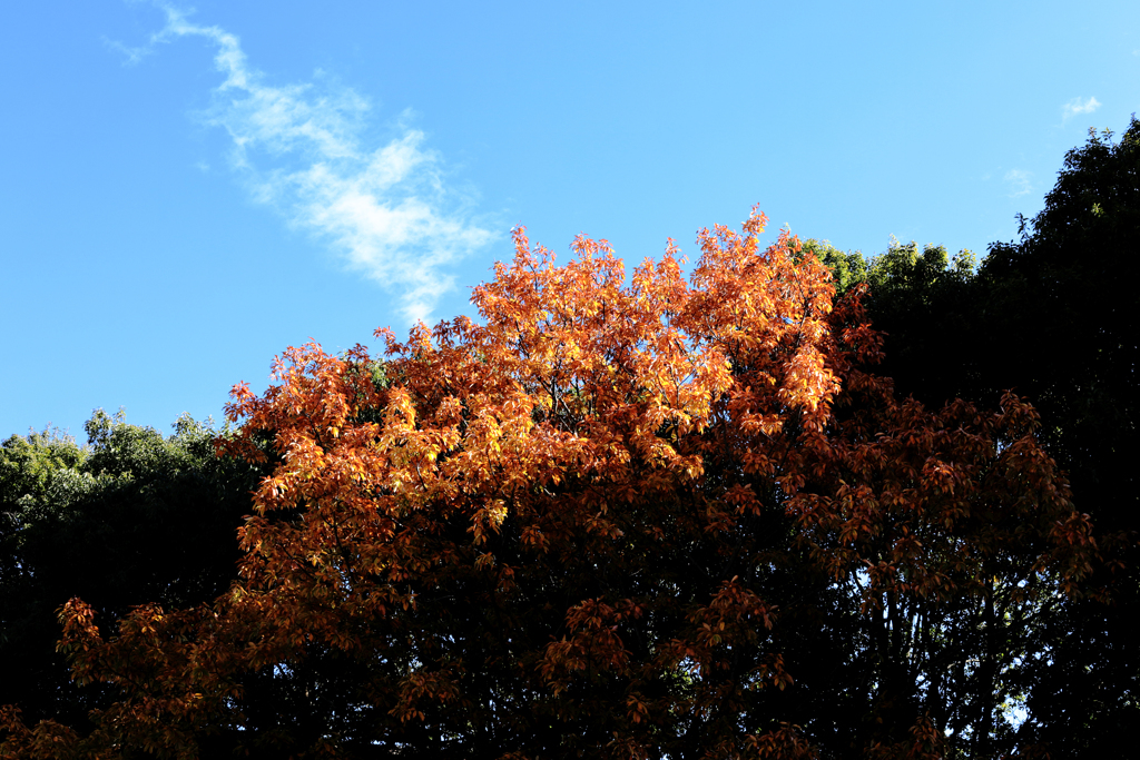 紅葉が燃えている