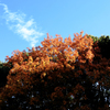 紅葉が燃えている