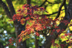 弘法山公園の紅葉