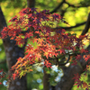 弘法山公園の紅葉