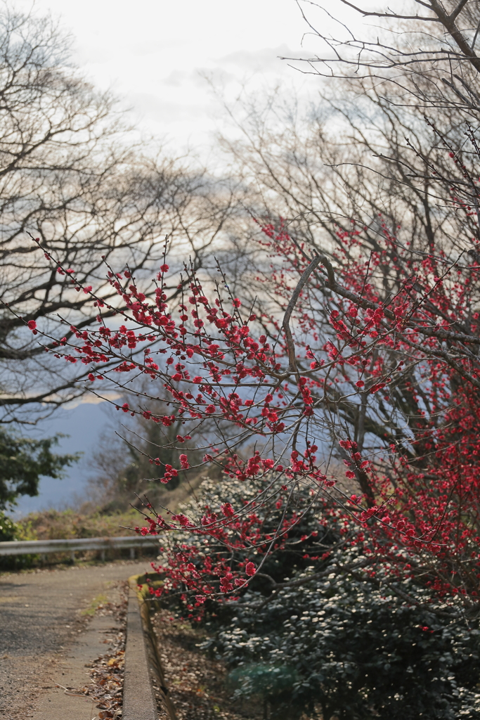 道に延びる紅梅