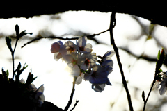 枝と枝の間に咲く胴咲き桜