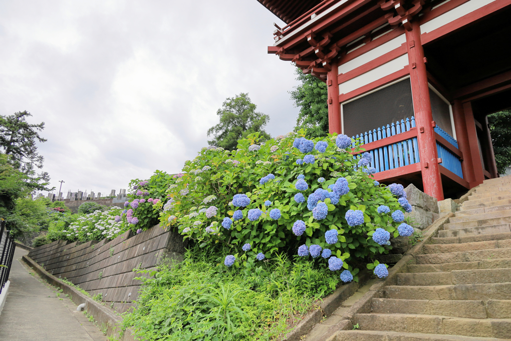 青い柵と蒼い紫陽花