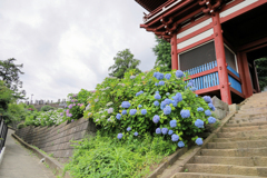 青い柵と蒼い紫陽花