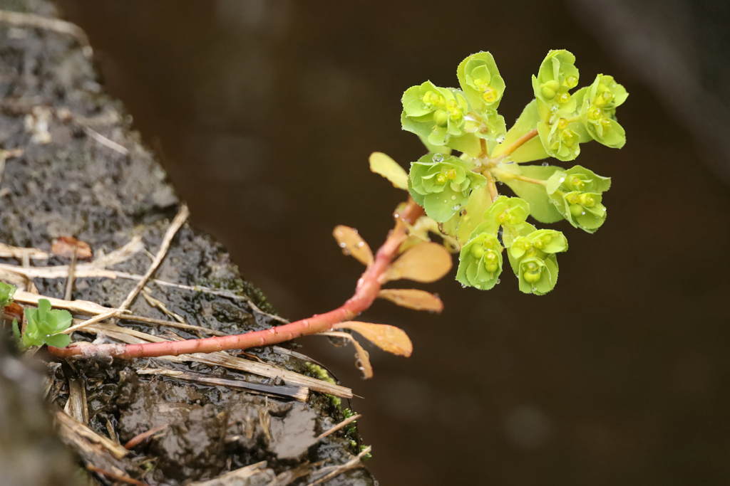 水路はゴミだらけ