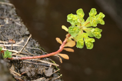 水路はゴミだらけ