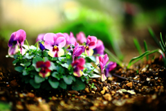 パープルビオラ