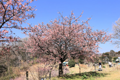 おおいゆめの里にて、大井里山花まつり