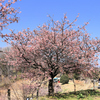 おおいゆめの里にて、大井里山花まつり