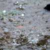 雨の日の楽しみ