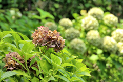 茶色く枯れた紫陽花