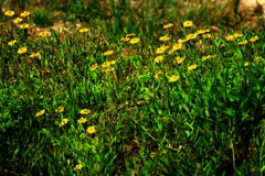 背の低いジシバリ