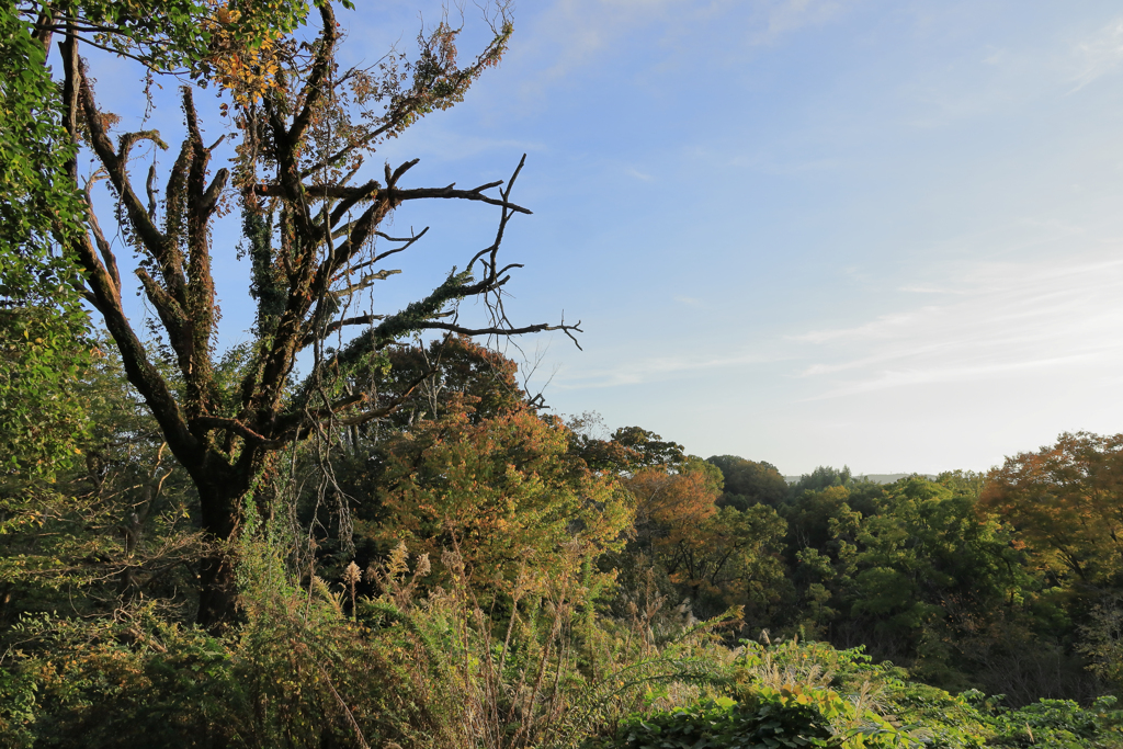 夕陽を浴びる枯れ木