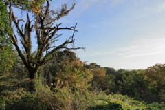 夕陽を浴びる枯れ木