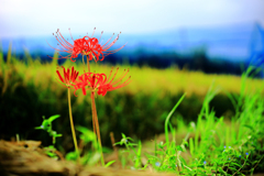 彼岸花と露草と稲穂