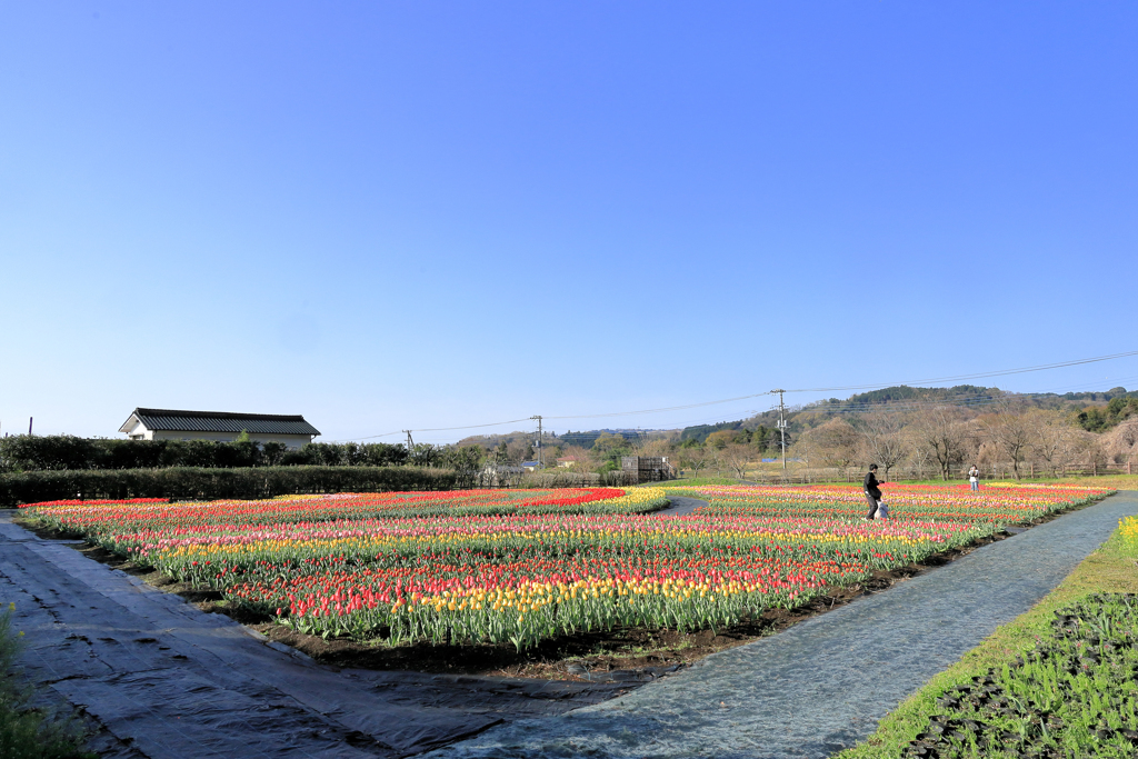 戸川公園のチューリップ畑