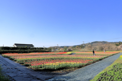 戸川公園のチューリップ畑