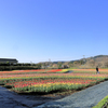 戸川公園のチューリップ畑