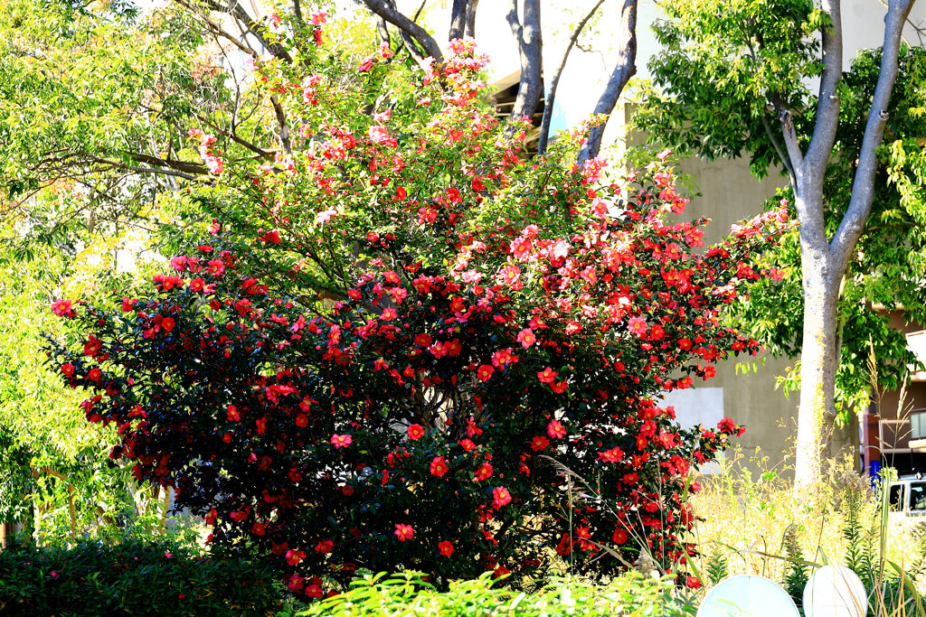 道ばたの山茶花