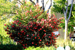 道ばたの山茶花