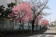 濃桃色の桜