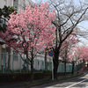 濃桃色の桜