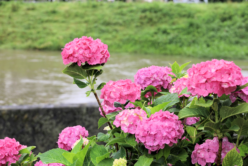 雨の中の赤い紫陽花