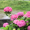 雨の中の赤い紫陽花