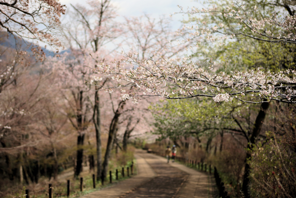 権現山の坂を下る