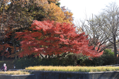 昭和記念公園　入口の紅葉