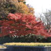 昭和記念公園　入口の紅葉