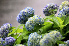雨の紫陽花
