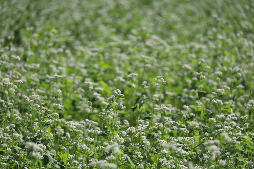 蕎麦の花