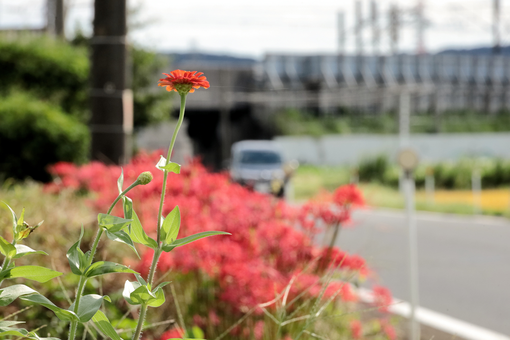 彼岸花を見下ろす百日草