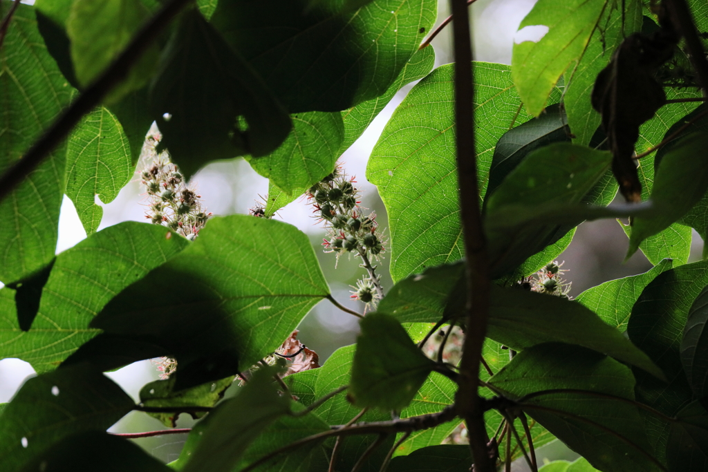 山奥の脇道の先