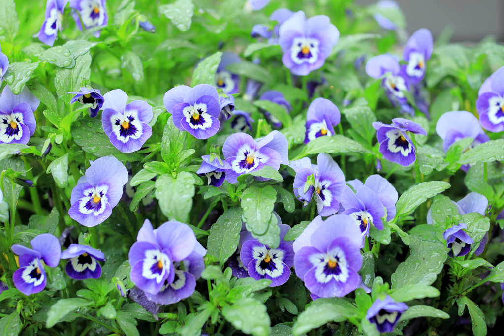 ワチャワチャするビオラ