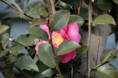 山茶花