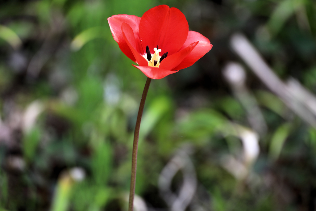 深紅のチューリップ