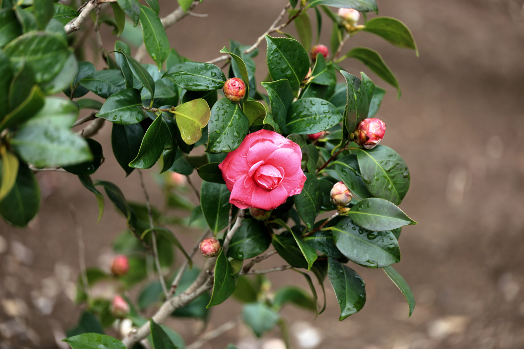雨に濡れる山茶花