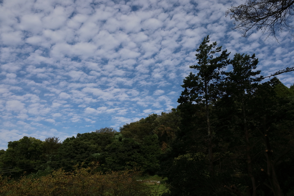 鰯雲
