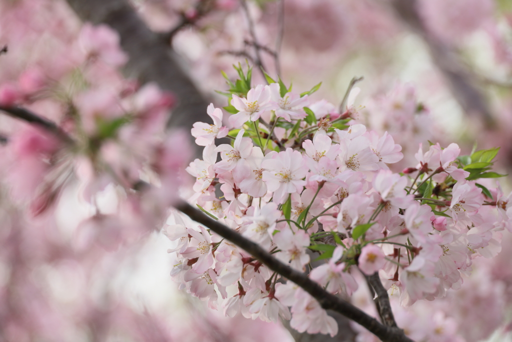 葉桜を混ぜて