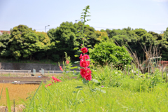 タチアオイ