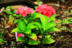 庭に植えた紫陽花