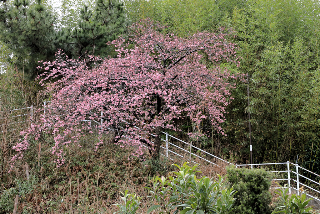 坂道の桜