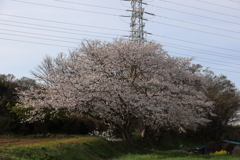抜け道の一本桜