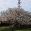 抜け道の一本桜