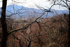 枯れ木の先に